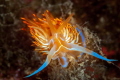   1... cheeseDondice banyulensis nudibranch smiling camera sea grass branch. Nikon D90 105mm ISO 200 f18 1100. Ikelite housing dual DS51 strobes. branch f/18, f18, 18, 1/100. 1/100 100. strobes  